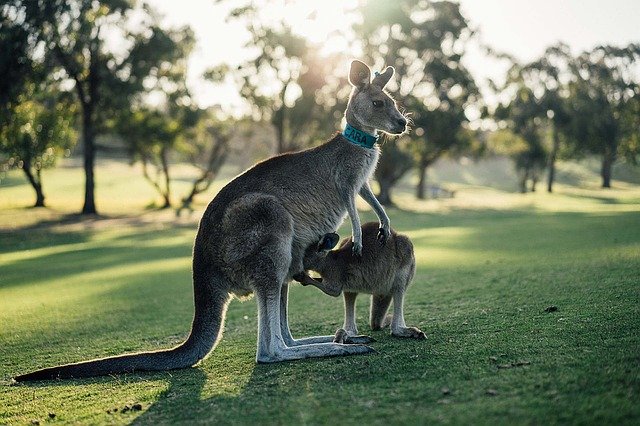אוסטרליה- לא רק קנגורו